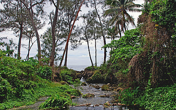 Nature, Rivers, Sea, Vegetation, Tropics, Island, Mainly Cloudy, Overcast HD wallpaper