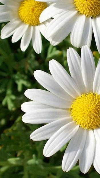 flower, earth, nature, daisy HD phone wallpaper