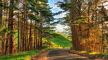Forest Road, fields, trees, hills, sunlight, sky HD wallpaper