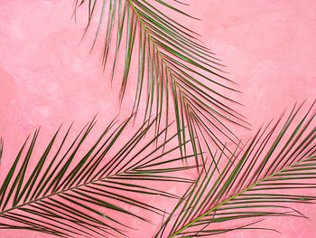 Minimalism, Leaves, Palm, Branches, Pastel HD wallpaper