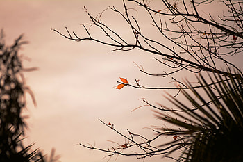 Nature, Leaves, Plant, Branch HD wallpaper