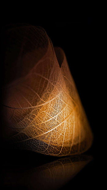 Transparent, Gold Leaf HD phone wallpaper