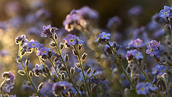 Flowers, Field, Small, Forget-Me-Nots HD wallpaper