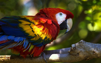 Animals, Birds, Parrots HD wallpaper