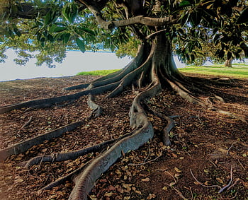 Explore the striking roots of a big fig tree in Albert Park, Australia. Nature's intricate beauty captured. HD wallpaper