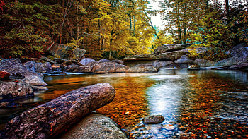 Forest Stream in October, Rivers, Nature, Forests, Streams, Autumn HD wallpaper
