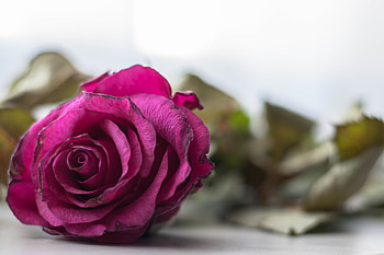 Flowers, Rose Flower, Rose, Petals, Bud, Close-Up HD wallpaper