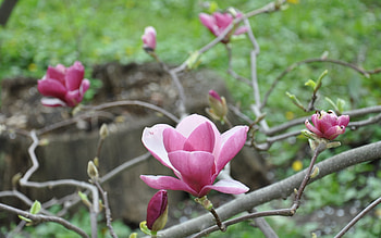 Plants, Flowers HD wallpaper
