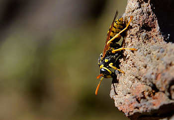 Wildlife stone wasp, Animal macro HD wallpaper
