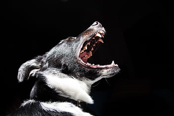 Dramatic close-up shot of a dog with its mouth open, revealing sharp teeth. HD wallpaper