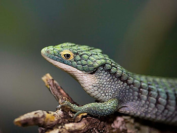 DARK GREEN LIZZARD, reptilian, wildlife, green, vertebrate, lizzard HD wallpaper