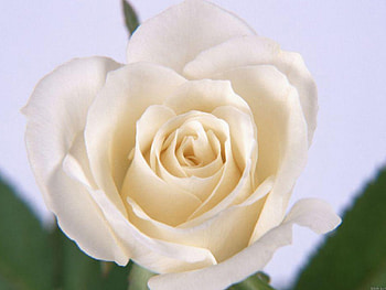 white rose, rose HD wallpaper