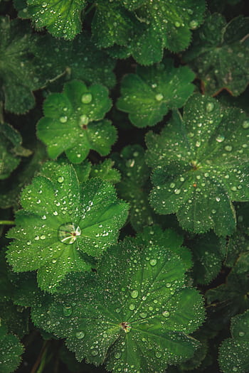 Close-up of vibrant green leaves covered in fresh dewdrops, showcasing nature's beauty HD phone wallpaper