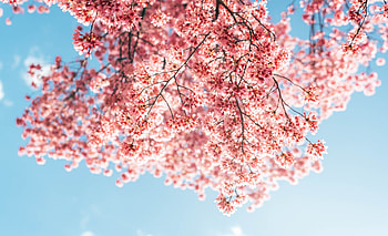 Blossom, tree branches, pink flowers HD wallpaper