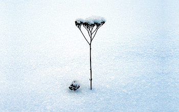 Winter, Snow, Minimalism, Dry, Stem, Stalk, Blade Of Grass, Blade, Inflorescence HD wallpaper