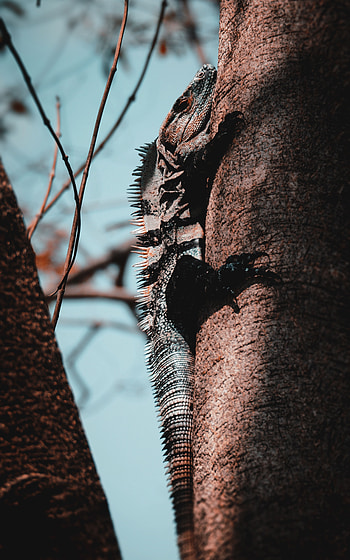 Animals, Wood, Tree, Lizard, Reptile, Scale, Scales, Iguana HD phone wallpaper