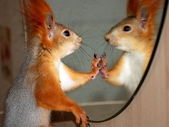 View in Mirror, cool HD wallpaper