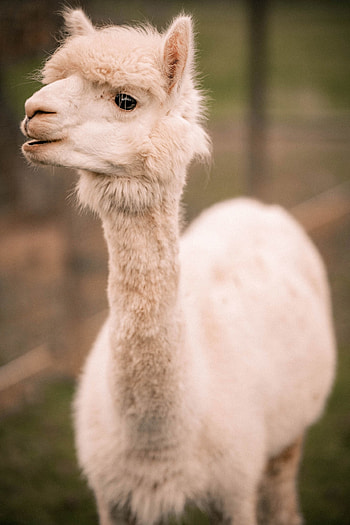 Happy alpaca moments, Joyful alpaca farm, Content alpaca family, Alpaca bliss HD phone wallpaper