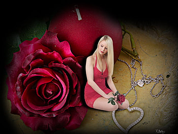 The magic of red roses, magic, roses, of, red, the HD wallpaper