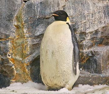 Penguin, Emperor species, Majestic , Antarctic beauty HD wallpaper