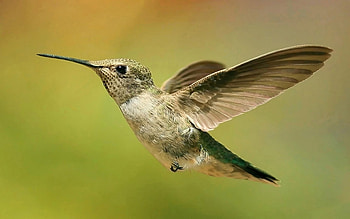 Animals, Birds, Humming-Birds HD wallpaper