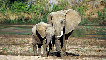 Elephant, Jungle Animal HD wallpaper