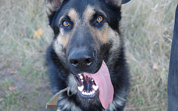 Animals, Dogs, Shepherds HD wallpaper