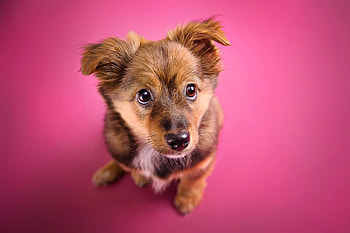 Top view, Baby puppy, High resolution, Adorable HD wallpaper