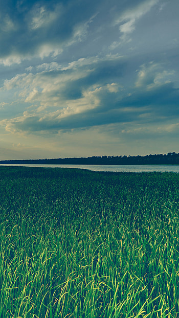 Green grass field, Sky reflection, Gentle wind, Captivating colors HD phone wallpaper