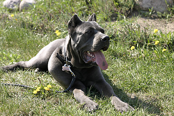 Animals, Flowers, Grass, To Lie Down, Lie, Dog, Leash, Rest, Relaxation, Cane Corso, Kane Corso HD wallpaper