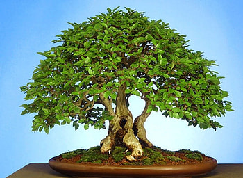 Small tree, nature, tree HD wallpaper