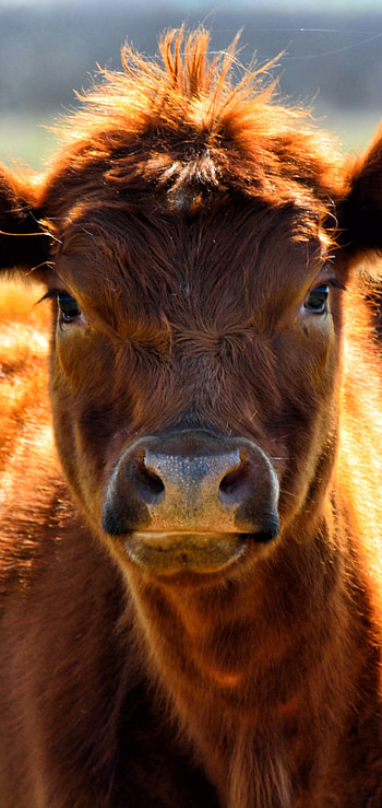 Aberdeen Angus, Cow HD phone wallpaper