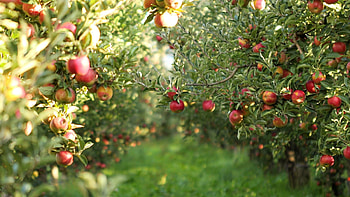 Apple Tree, Apple picking , Backgrounds, Nature HD wallpaper