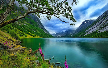 Calm mountain lake, landscape, beautiful, serenity, mountain, lake, wildflowers, reflection, calm, clear HD wallpaper