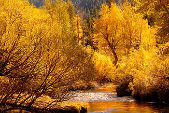 Lovely Orange Scene, trees, leaves, orange, water HD wallpaper