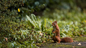 Squirrel, animal, nature, rodent HD wallpaper