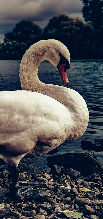 Animal mute swan, Mute swan, Swan animal mute, Animal mute HD phone wallpaper