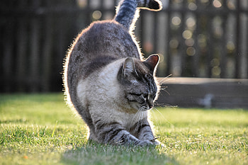Animals, Grass, Cat, Pet, Grey, Lawn HD wallpaper