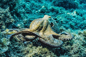 Close-up of an octopus in its natural underwater habitat displaying intricate textures and colors. HD wallpaper