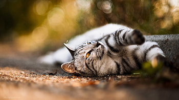 Animals, Cats HD wallpaper
