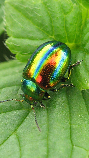 Beetle, 6 plus animalinsect , ID, Insects HD phone wallpaper