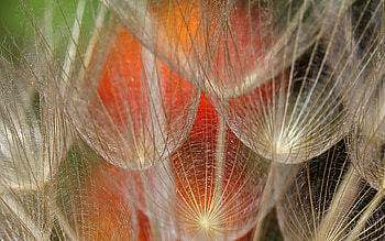 Dandelion, skin, green, texture, seed, orange HD wallpaper