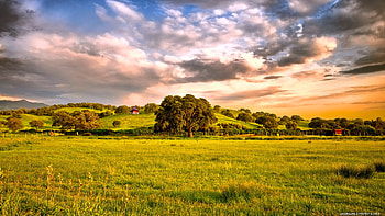grazing fields, clouds, fields, farm, tree HD wallpaper