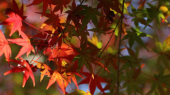 Red Green Maple Leaves Tree Branches Blur Background Nature HD wallpaper