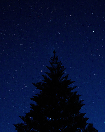 Night, Top, Dark, Wood, Tree, Starry Sky, Outline HD phone wallpaper