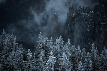 Landscape, Nature, Trees, Pine, Rocks, Fog HD wallpaper