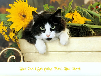 cat & flowers, black white, yellow, cat, flowers, cart HD wallpaper