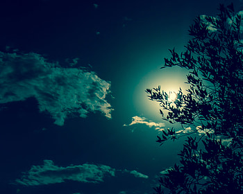 Tree Silhouette, tree, silhouette, nature, sky, sun HD wallpaper