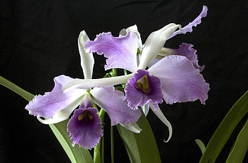 Flowers, Flower, Close-Up, Black Background, Orchid, Exotic, Exotics HD wallpaper