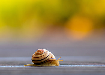 Snail, animal, nature, macro HD wallpaper